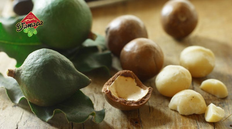 What is macadamia nut? the effect of macadamia like? - Damaca.vn